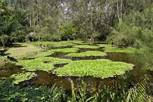 Waterlilies: Artificial wetland - Pond with Lilies