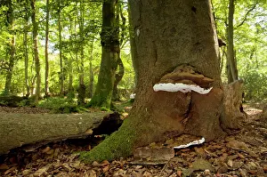 Artist: Artist's Bracket - on beech tree