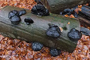 Artist: Artist's Fungus