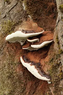 Artist: Artist's Fungus - Autumn