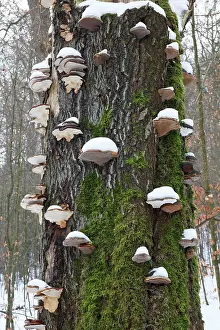 Artist: Artist's Fungus - coverd in snow, on beech tree