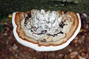Artist: Artist's Fungus - growing on dead beech tree stem