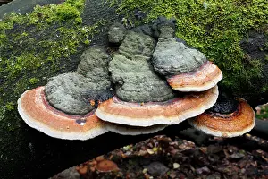 Artist: Artist's Fungus - growing on dead beech tree stem