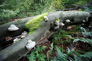 Artist: Artist's Fungus - growing on dead beech tree stem