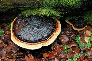 Artist: Artist's Fungus - growing on dead beech tree stem