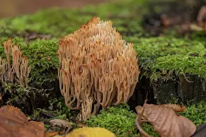Deadwood: Artomyces pyxidatus (Artomyces pyxidatus) on dead