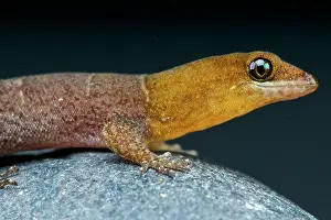Aruba: Aruba day gecko (Gonatodes antillensis) male, Aruba