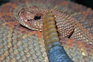 Durissus: Aruba Island Rattlesnake