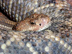 Durissus: Aruba Island Rattlesnake