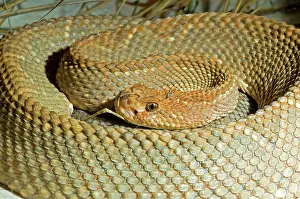 Durissus: Aruba Island Rattlesnake