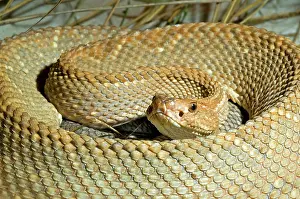 Durissus: Aruba Island Rattlesnake