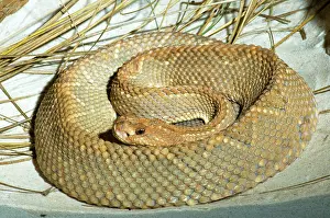 Durissus: Aruba Island Rattlesnake
