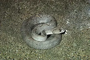 Aruba: Aruba Island Rattlesnake - coiled