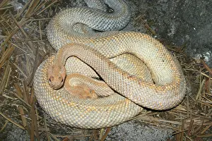 Rattlesnakes: Aruba Island Rattlesnakes