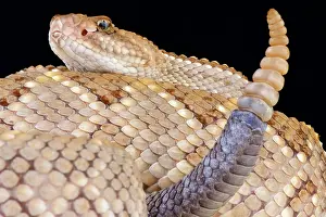 Horridus: Aruba rattlesnake (Crotalus durissus unicolor)