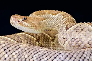 Horridus: Aruba rattlesnake (Crotalus durissus unicolor)