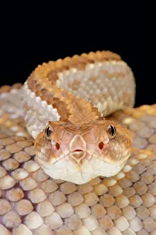 Horridus: Aruba rattlesnake (Crotalus durissus unicolor)
