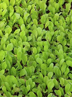 Cultivar: Arugula