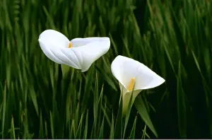 David C Dixon: ARUM - flowers