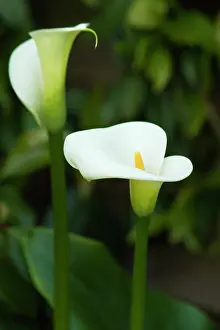 Lillies: Arum lillies - tuberous perennials grown for their
