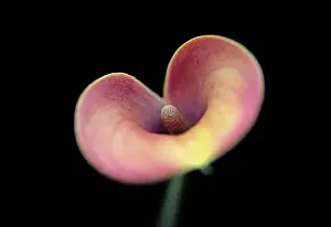 Creating: Arum Lily, Calla lily, Zantedeschia, angle of view creating