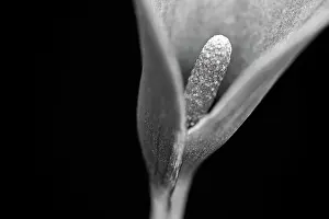 Enhanced: Arum Lily, Calla lily, Zantedeschia, cropped view revealing