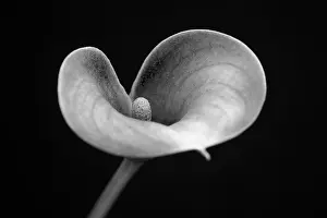 Creating: Arum lily, Calla lily, Zantedeschia, angle of view creating