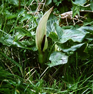 Pint: Arum LILY / Lords and Ladies / Cuckoo Pint