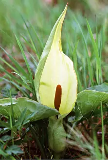 David C Dixon: Arum LILY / Lords and Ladies / Cuckoo Pint