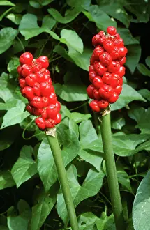 Pint: Arum LILY / Lords and Ladies / Cuckoo Pint - in berry