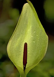 Pint: Arum LILY / Lords and Ladies / Cuckoo Pint - showing
