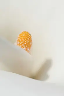 Stamens: Arum Lily Stamen