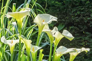 Cycle: Arum lily, Zantedeschia aethiopica, flowers