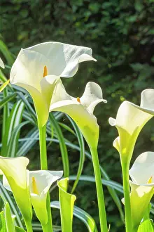 Cycle: Arum lily, Zantedeschia aethiopica, flowers