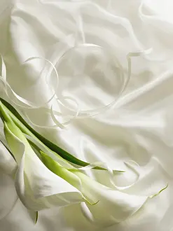 Arum: Arum lily, Zantedeschia, Overhead graphic view of