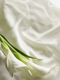 Olea: Arum lily, Zantedeschia, Overhead graphic view of