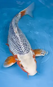 Carp: Asagi koi carp in an turquoise water