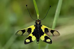 Libelloides: Ascalaphid Libelloides macaronius