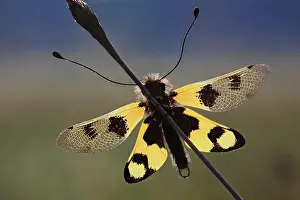 Croatia: Ascalaphid owlfly (Libelloides macaronius), macr