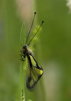 Libelloides: Ascalaphid - at rest, dawn