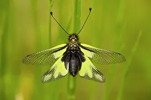Settled: An Ascalaphid - settled in grassland