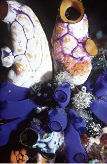 Squirt: ASCIDIANS / sea squirt