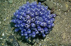 Squirts: Ascidians - sea squirts
