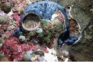 Worm: ASCIDIANS - WORM MOLLUSC / sea squirt