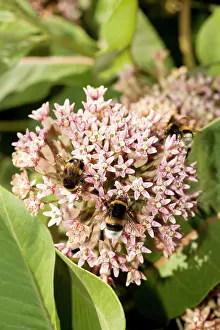 Visiting: Asclepias syriaca - a milkweed, commonly grown