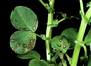 Faba: Ascochyta leaf spot
