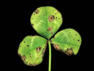 Trifolium: Ascochyta leaf spot (Ascochyta sp.)