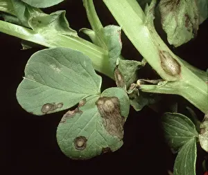 Bean: Ascochyta leaf spot on field bean