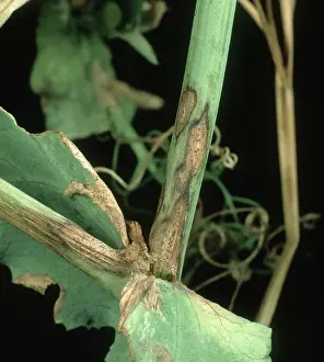 Pisum: Ascochyta leaf spot on Pea