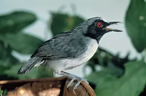 Antbirds: Ash-Breasted Antbird